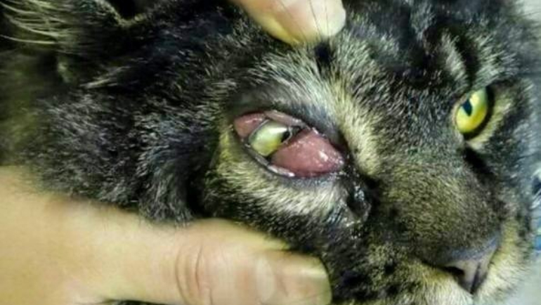 Kocúrik Mio- pokročilá infekcia oka